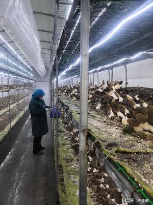 科技興農 甘肅通渭縣羊肚菌工廠化栽培初步實現產業化突破